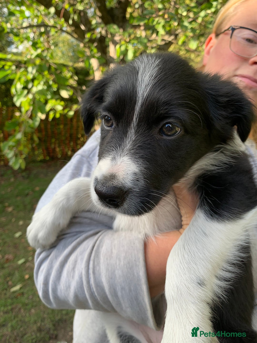 Border Collie dogs for sale: Border Collie Puppies - Image 2