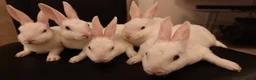 Rex rabbits for sale: Mini Rex BEW Rabbits - Advert 2