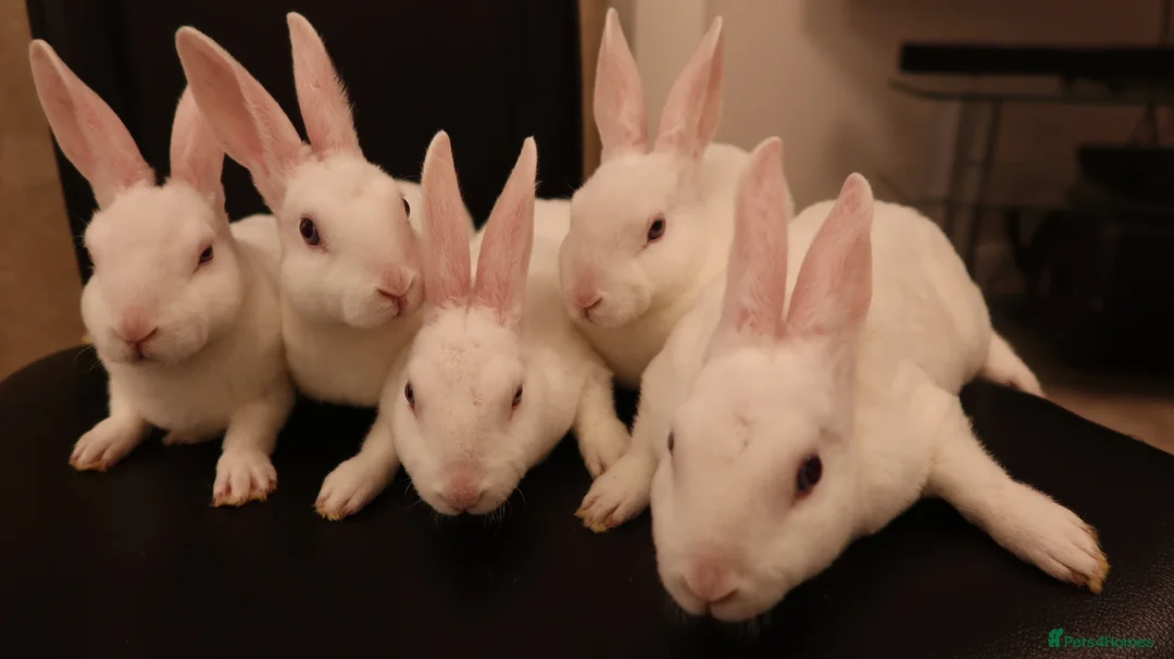 Rex rabbits for sale: Mini Rex BEW Rabbits - Advert 2
