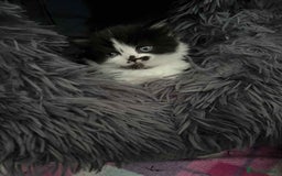 British Shorthair cats for sale: British shorthair/ tuexedo kittens  - Image 35