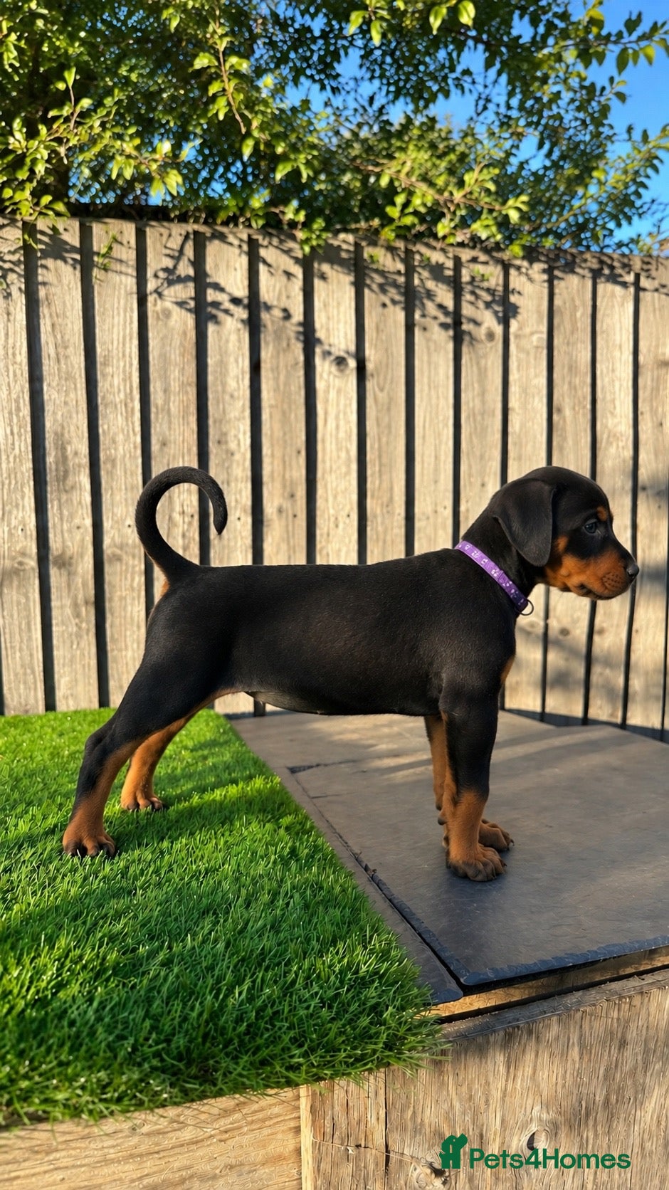 Dobermann dogs Quality European Doberman - Health Tested & Titled - Advert 1
