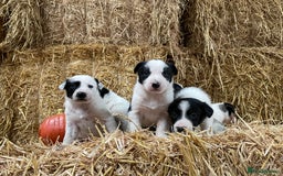 Border Collie dogs for sale: Beautiful cheeky border collies for sale - Image 20