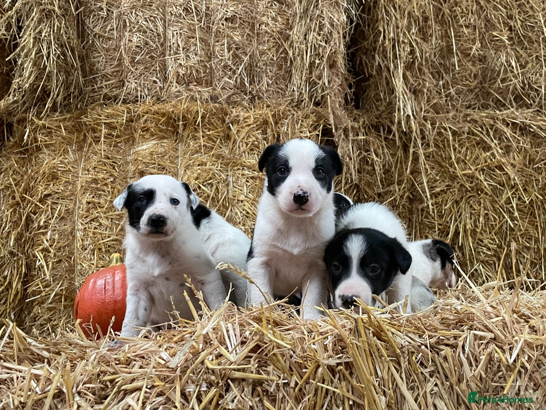 Border Collie dogs for sale: Beautiful cheeky border collies for sale - Image 20