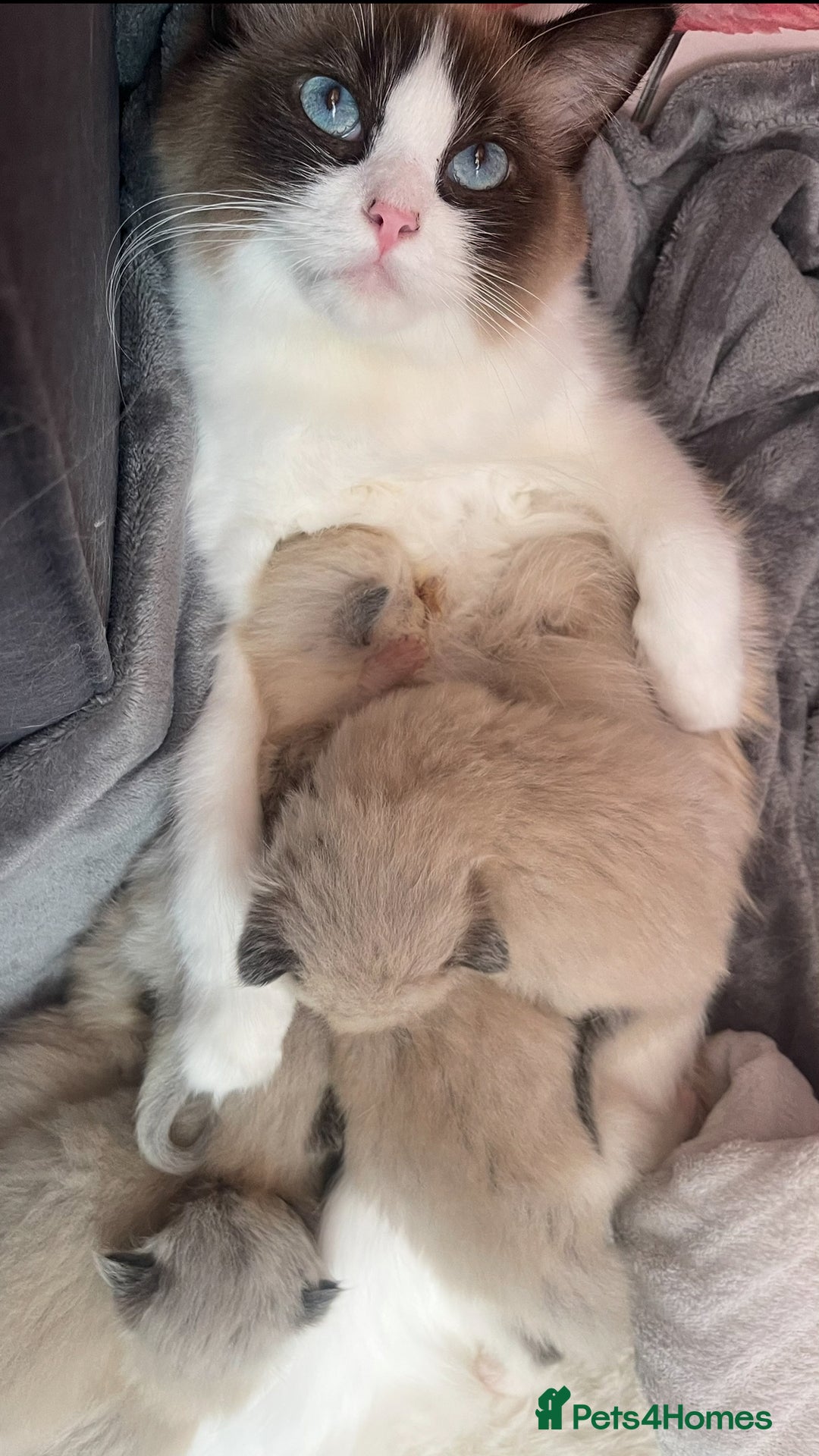 Ragdoll cats for sale: ragdoll kittens - Image 12