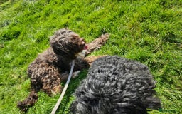 Sproodle dogs for sale: 2 sproodles for rehoming - Image 3
