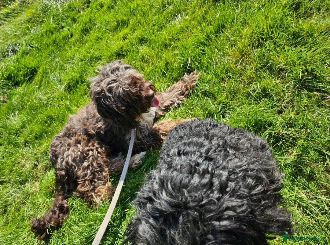 Sproodle dogs for sale: 2 sproodles for rehoming - Image 3