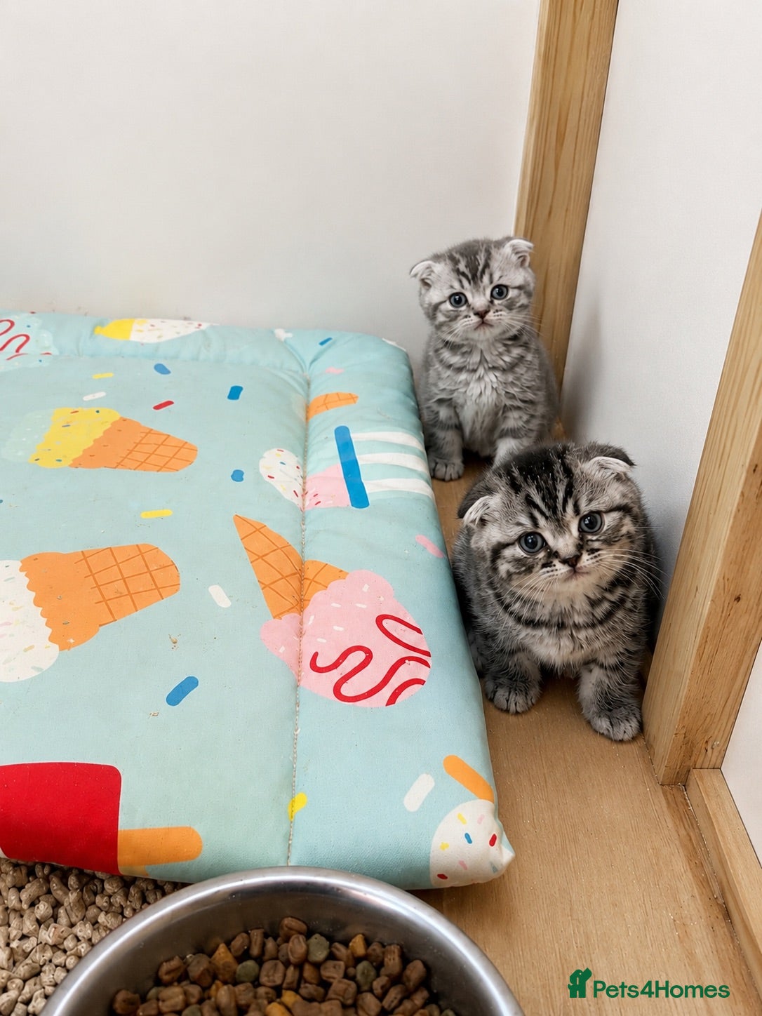 Scottish Fold cats Beautiful Scottish fold - Advert 1