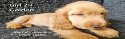 Cocker Spaniel dogs for sale: Pure Bred Show Cockers - KC Reg, Health Checked - Advert 3
