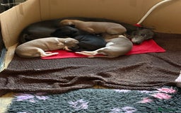 Italian Greyhound dogs for sale: Beautiful Italian Greyhound puppies for sale  - Image 28