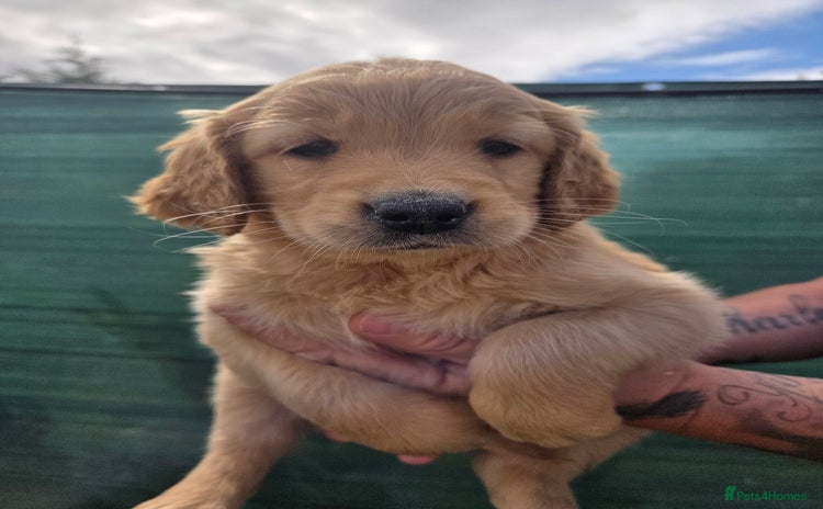 Golden Retriever dogs - Advert 1