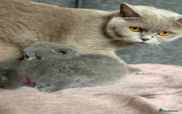 British Shorthair cats for sale: British Shorthair Male Kitten (GCCF) - Advert 22