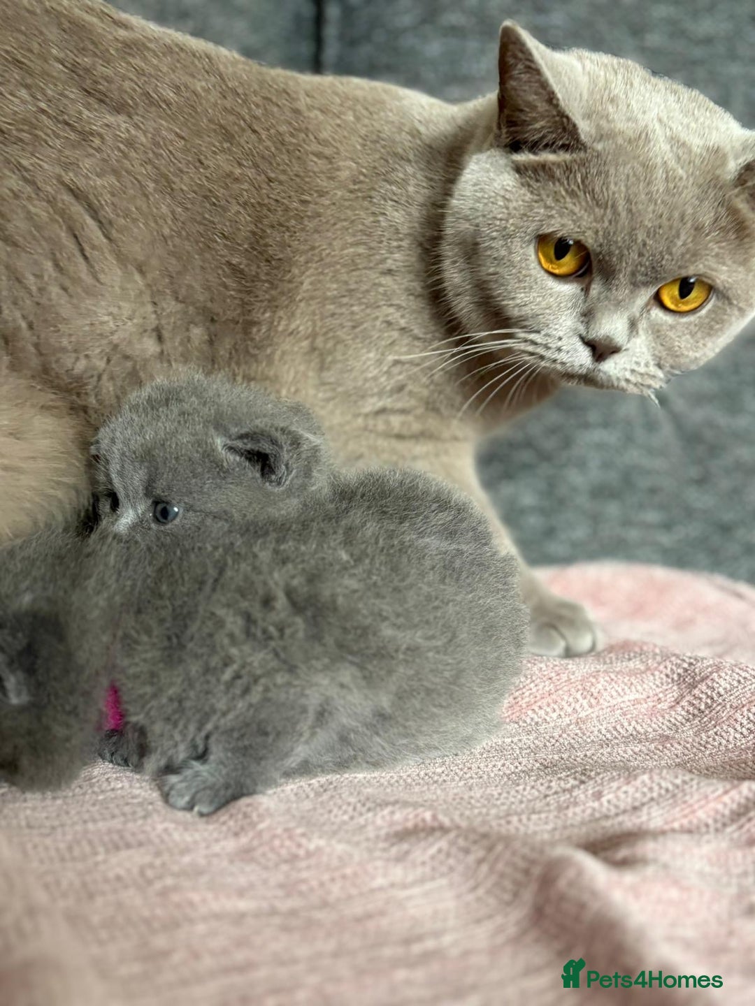 British Shorthair cats for sale: British Shorthair Male Kitten (GCCF) - Advert 22