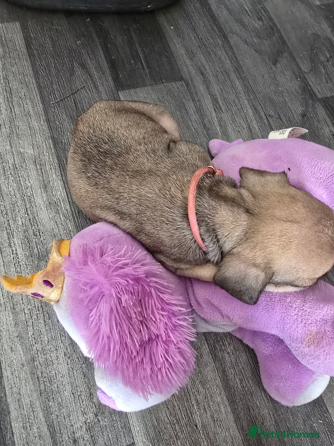 French Bulldog dogs for sale: French bull dog Puppies - Image 9