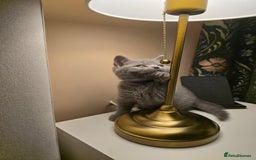 British Shorthair cats for sale: British shorthair  - Image 16