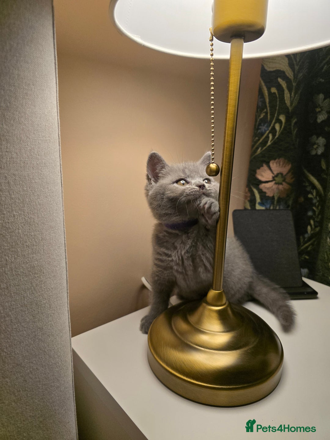 British Shorthair cats for sale: British shorthair  - Image 16