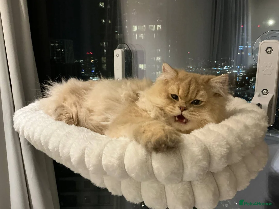 British Longhair cats for sale: Lilac Golden British Longhair  in London - Advert 1