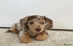 Miniature Dachshund dogs for sale: Miniature Dachshund puppies! - Image 13