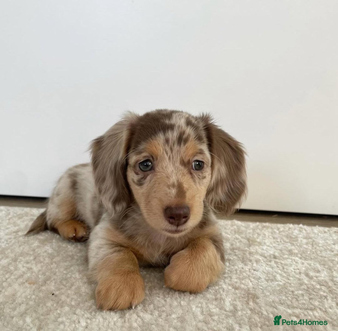 Miniature Dachshund dogs for sale: Miniature Dachshund puppies! - Image 13