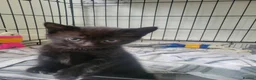 Mixed Breed cats for sale: Kittens in Rotherham - Advert 2