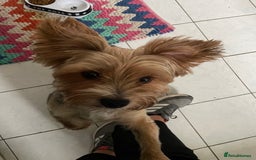 Mixed Breed dogs for sale: Yorki Puppies available from 21/12/25 - Advert 5