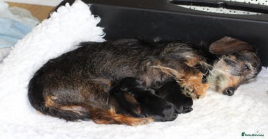 Miniature Dachshund dogs - Advert 14