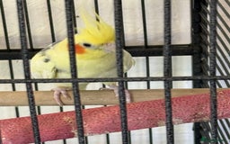 Cockatiels birds for sale: Boy cockatiel  - Image 8