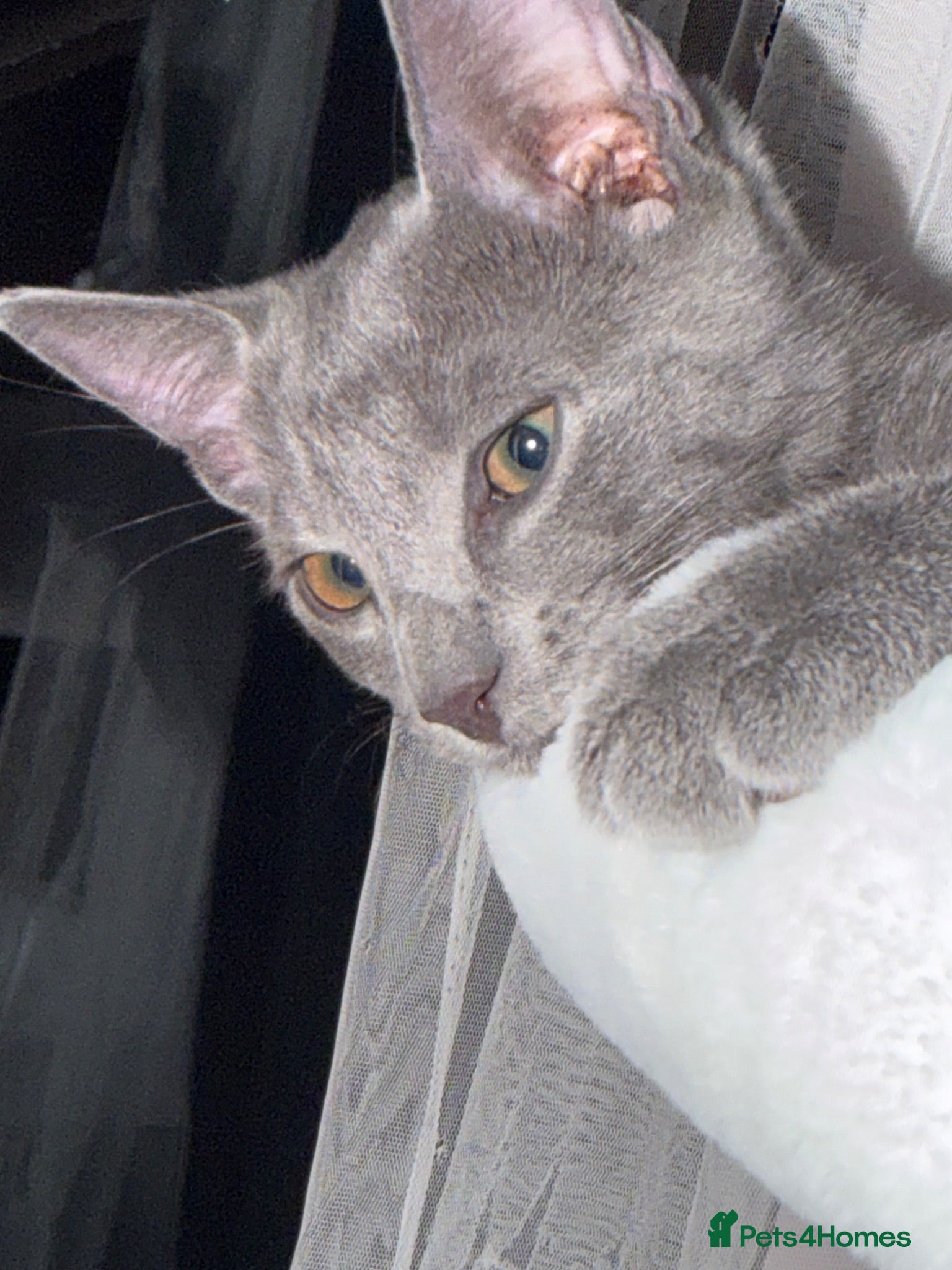 Russian Blue cats Russian blue kitten for sale  - Advert 1