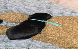 Mixed Breed dogs for sale: Chaffy puppies - Image 18