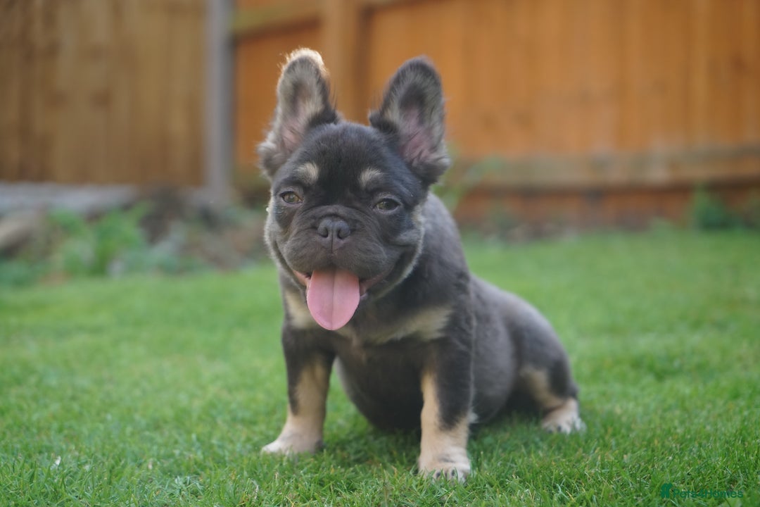 French Bulldog dogs for sale: Exceptional KC Fluffy French Bulldog Puppies - Image 10