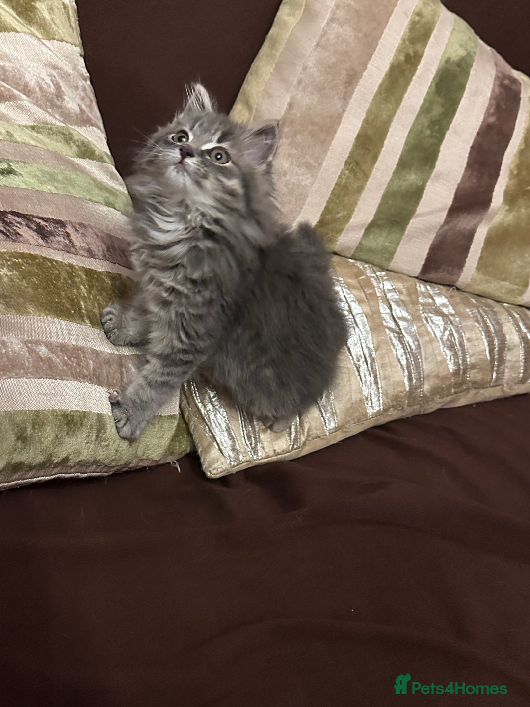 Mixed Breed cats for sale: Stunning fluffy grey boy - Advert 1