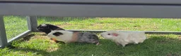 Guinea Pig rodents for sale: Beautiful girl guineas  - Advert 5