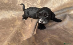 Cockapoo dogs for sale: Cockapoo puppies for sale  - Image 8