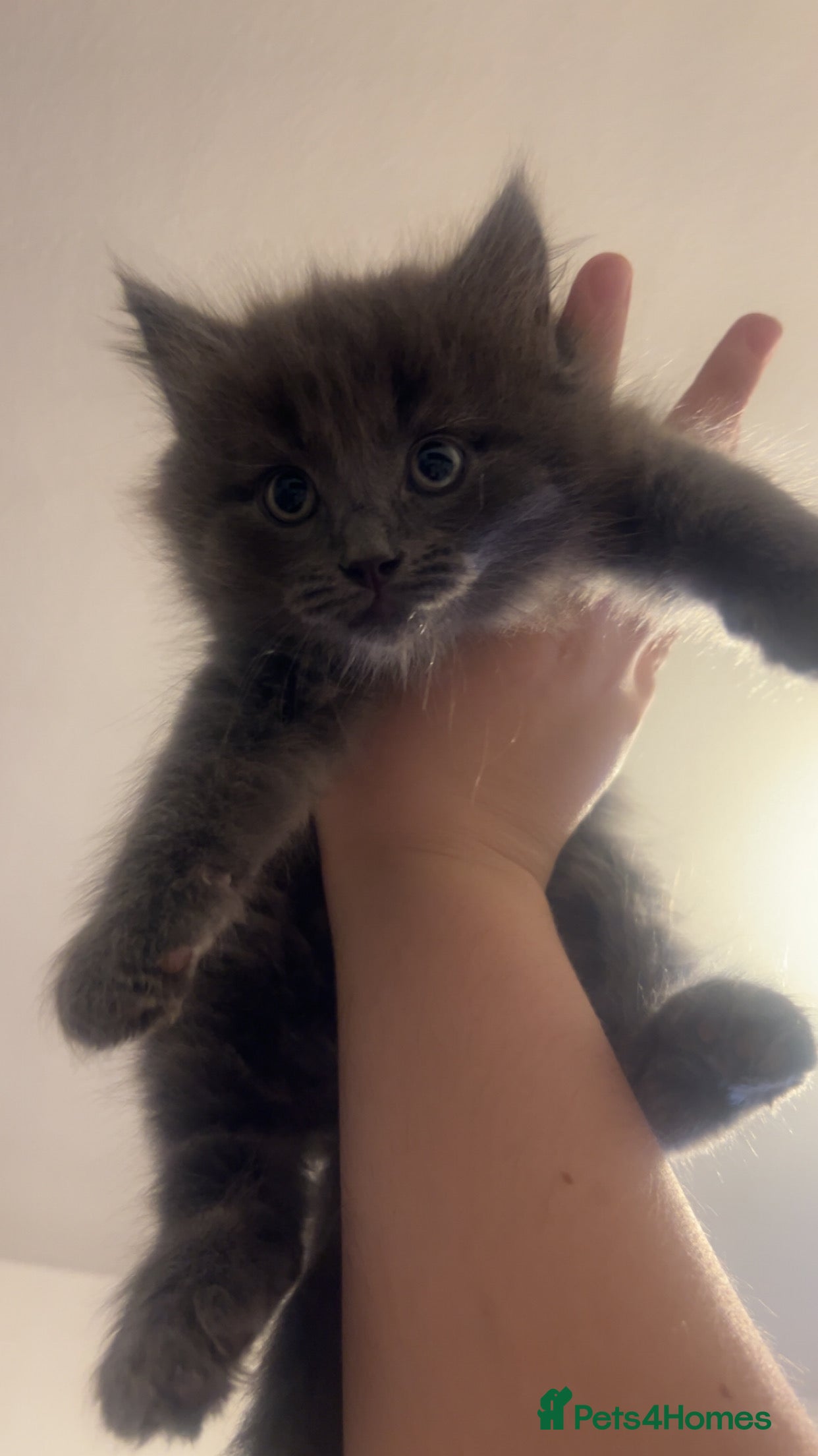 Ragdoll cats for sale: Ragdoll mixed kittens for sale  - Advert 10