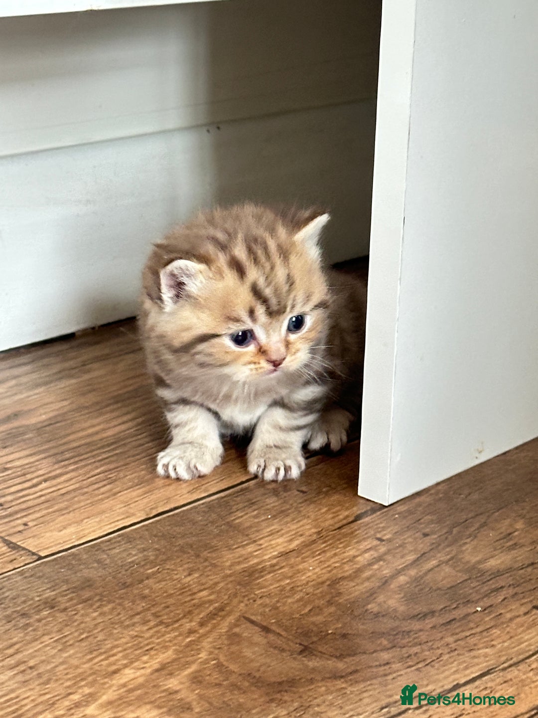 British Shorthair cats for sale: Chunky British Shorthair Kittens - Advert 3