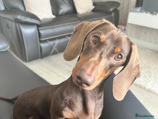 Miniature Dachshund dogs in Sunderland - Advert 5