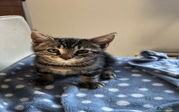 Mixed Breed cats for sale: 4 x Beautiful Adorable Kittens *Ready Now* - Image 9