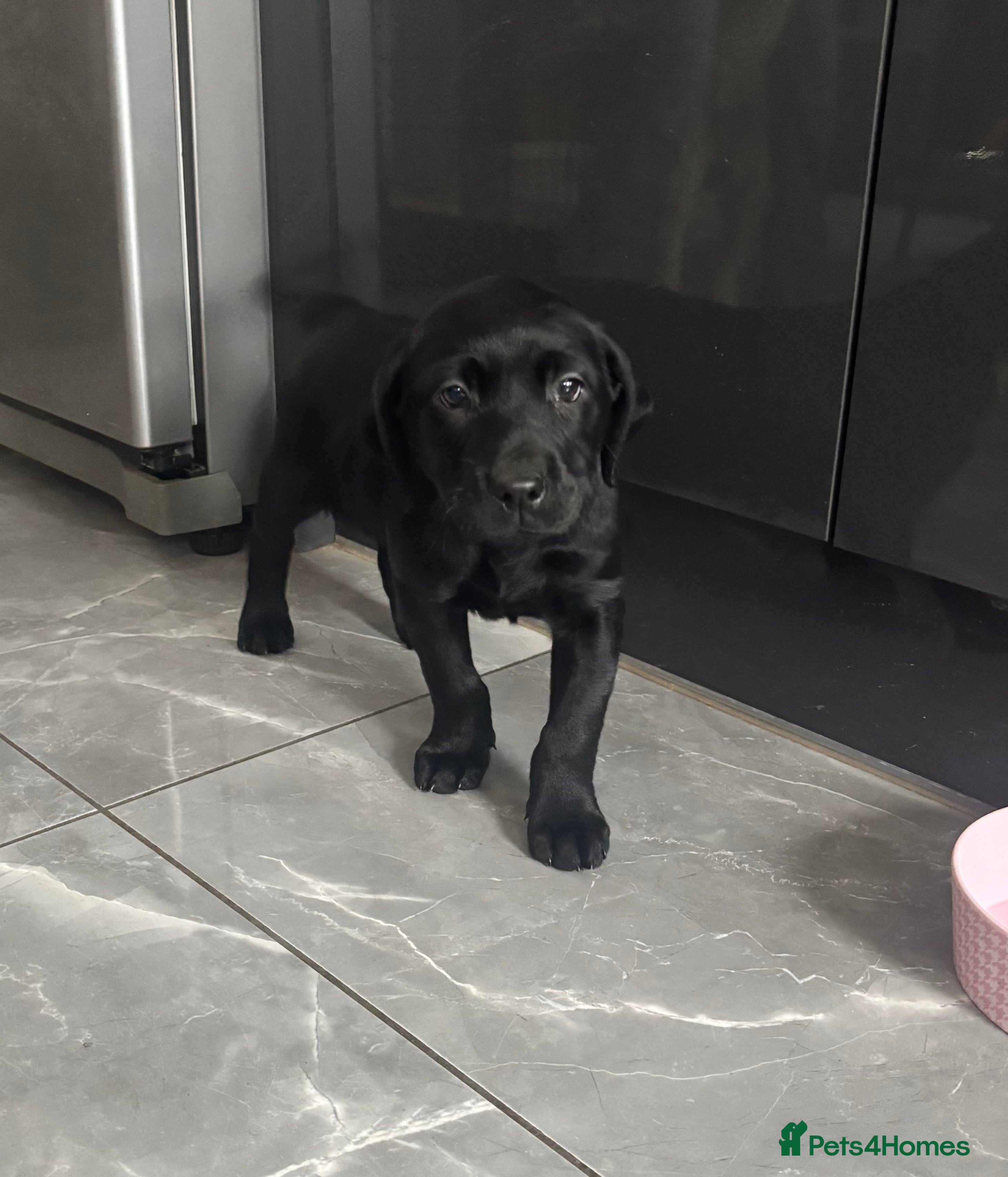 Labrador Retriever dogs Labrador Retriever Puppies-1 Boy READY NOW - Advert 17