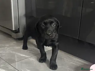 Labrador Retriever dogs Labrador Retriever Puppies-1 Boy READY NOW - Advert 17