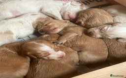 Cocker Spaniel dogs for sale: Working cocker spaniels -legally docked. - Image 3