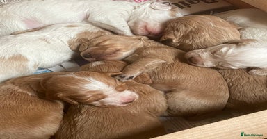 Cocker Spaniel dogs - Advert 9