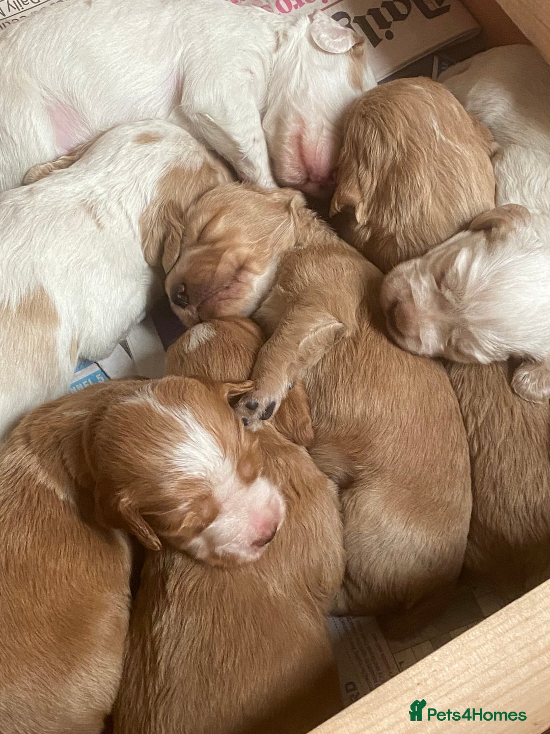 Cocker Spaniel dogs for sale: Working cocker spaniels -legally docked. - Image 3