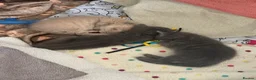 Domestic Shorthair cats for sale: Male Grey Kitten for Sale  - Advert 5