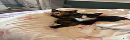 Mixed Breed cats for sale: Female kitten ready for a home - Advert 7