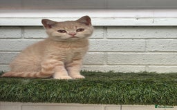 British Shorthair cats for sale: British shorthair kittens  - Image 4