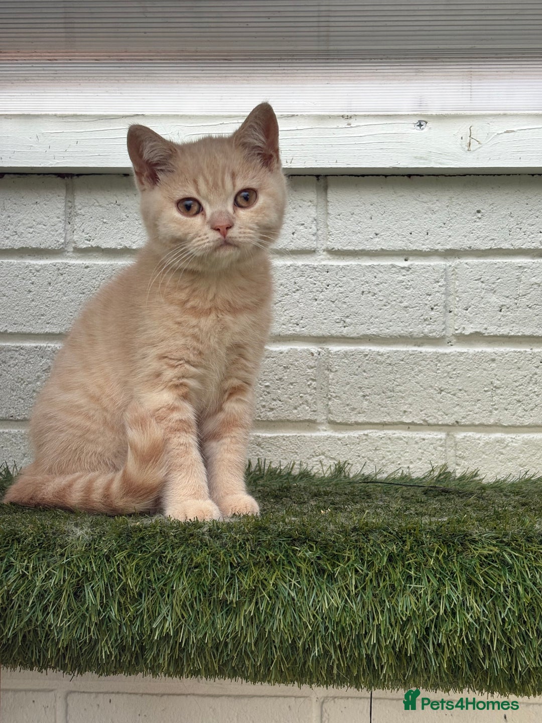 British Shorthair cats for sale: British shorthair kittens  - Image 4