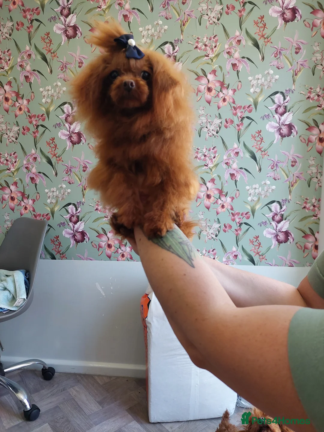 Toy Poodle dogs for sale: Full Asian girl - Advert 19