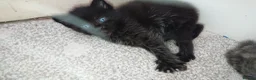 Mixed Breed cats for sale: Adorable LAST boy left. La Perm X - Advert 7