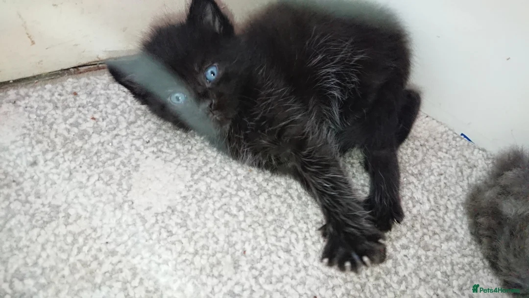 Mixed Breed cats for sale: Adorable LAST boy left. La Perm X - Advert 7