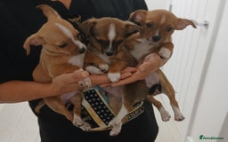 Chihuahua dogs for sale: Ready now 3 chihuahua boys looking for their home - Image 5