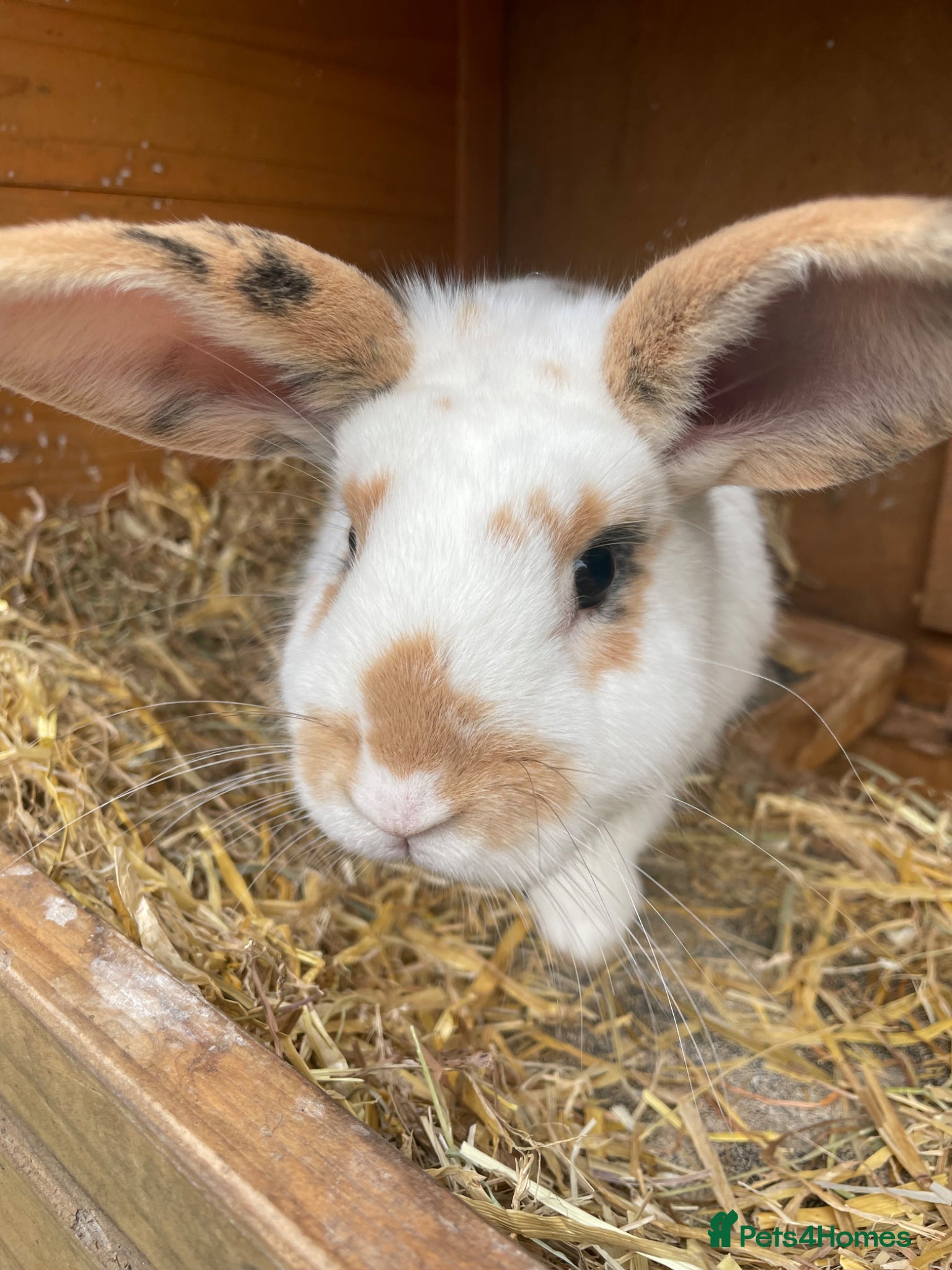 Mixed Breed rabbits 6 month old Male Mixed Lop - Advert 1